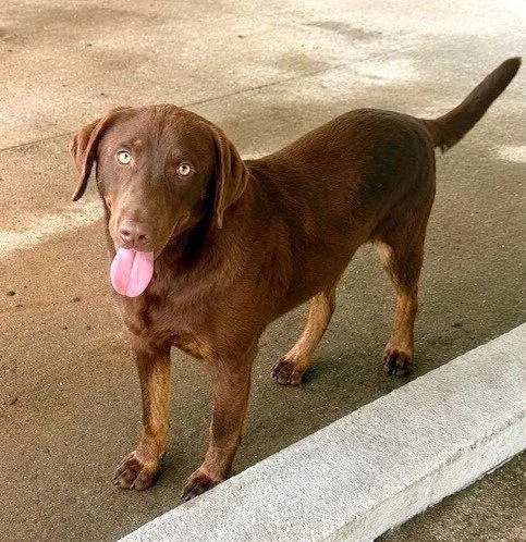 A young large-sized male Labrador Retriever dog named Sterling for adoption in Carrollton, GA