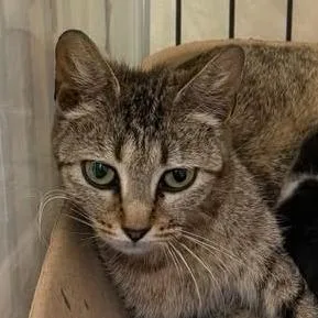 A young medium-sized female Brown / Chocolate Domestic Short Hair cat named Quaker Oats for adoption in Austin, TX