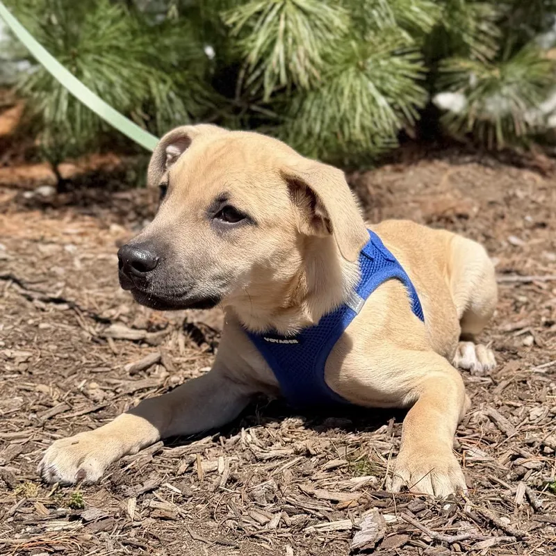 A baby medium-sized female Apricot / Beige German Shepherd Dog dog named Tulip for adoption in East Hampton, NY