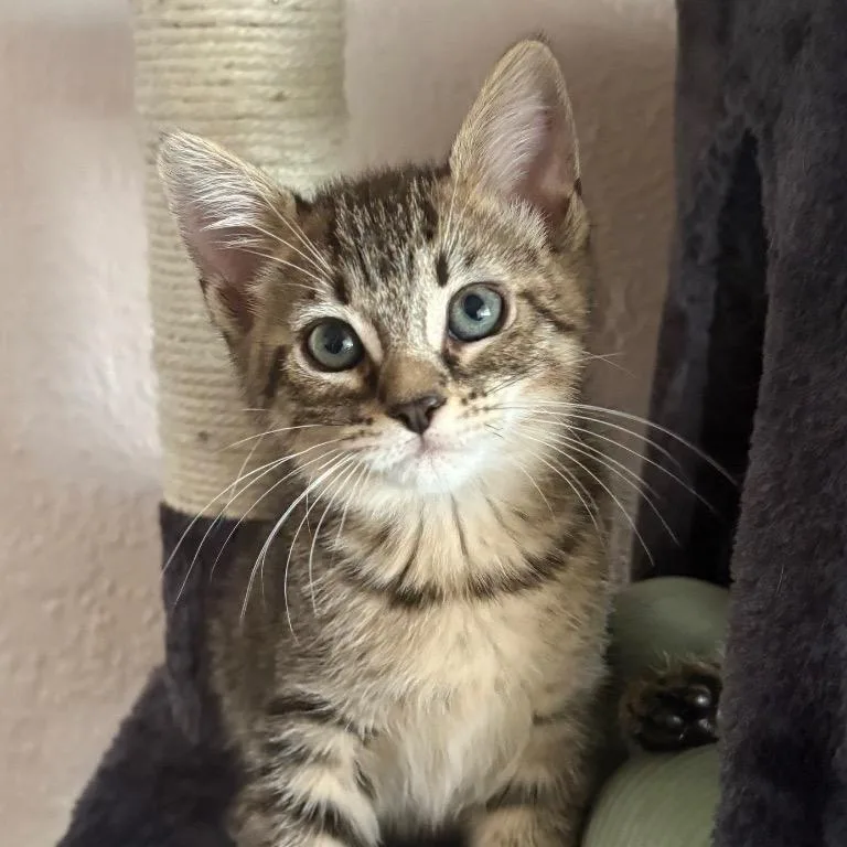 A young large-sized female Brown / Chocolate Domestic Short Hair cat named Kit Kat for adoption in Fort Lauderdale, FL