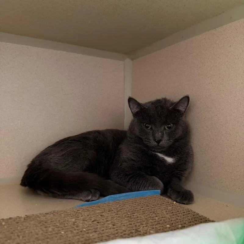 A young small-sized male Gray / Blue / Silver Domestic Short Hair cat named Glinda for adoption in Middle Village, NY