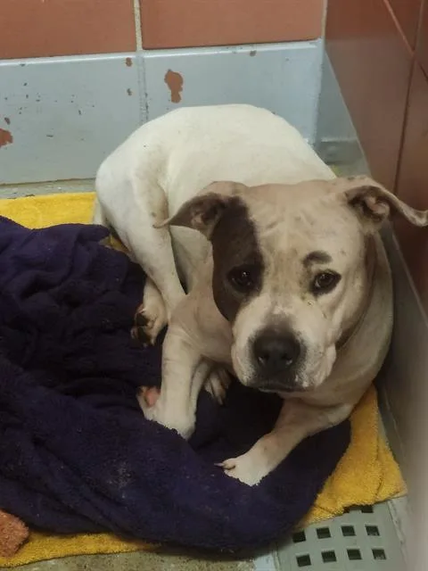 An adult medium-sized female Staffordshire Bull Terrier dog named Sally for adoption in Houston, TX