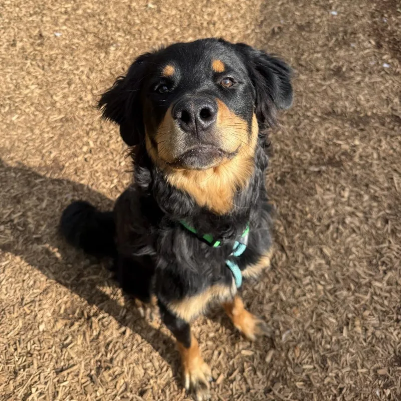 An adult medium-sized male Black Rottweiler dog named O'dell for adoption in Roanoke, VA