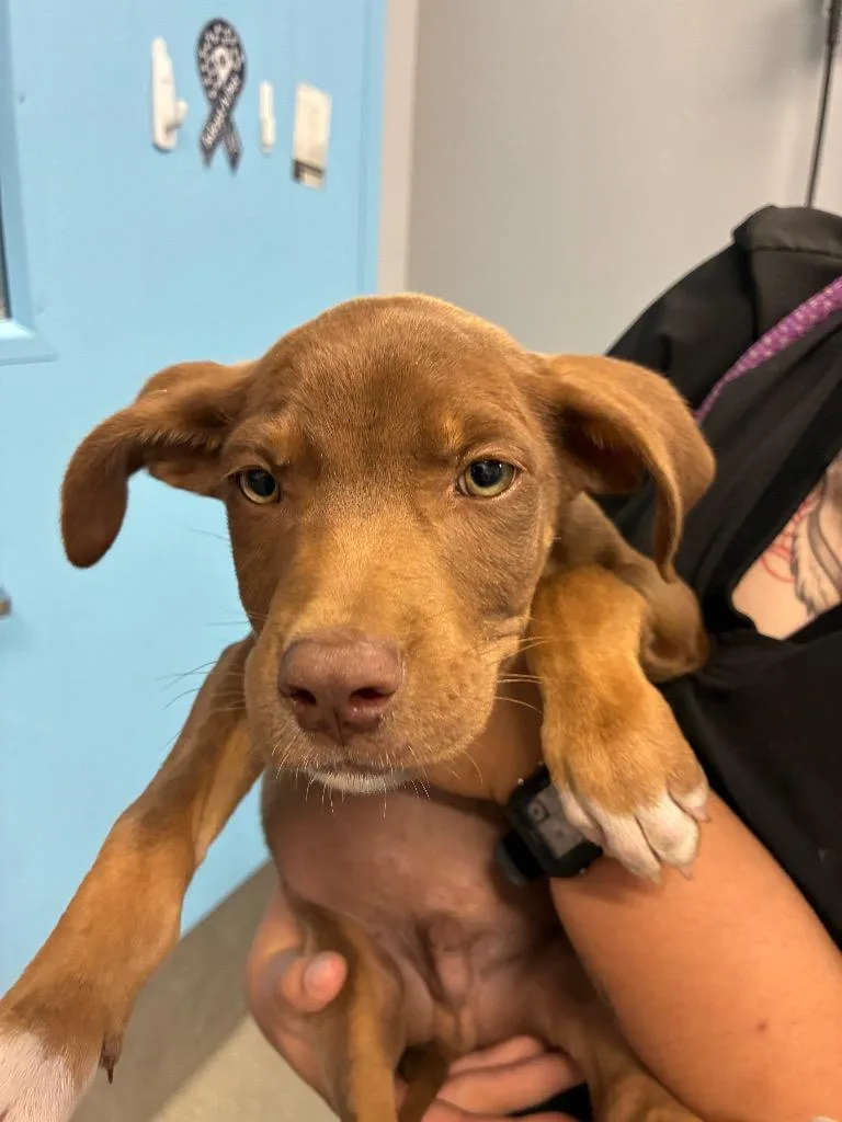 A baby medium-sized male Australian Shepherd dog named Popcorn for adoption in Bloomington, IN
