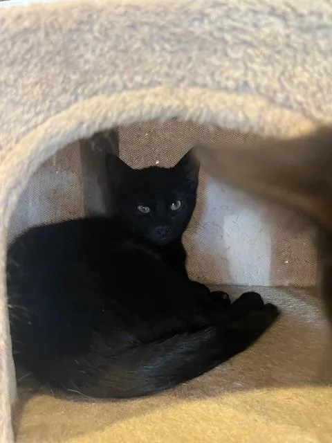 A young medium-sized female Black Domestic Short Hair cat named Sandy for adoption in Spencer, MA