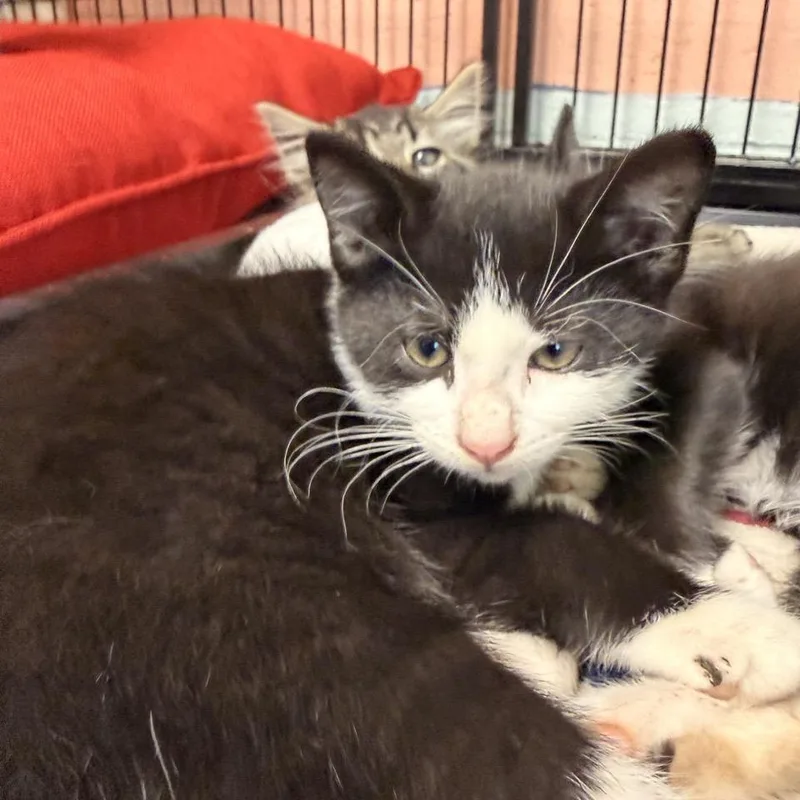 A baby small-sized male Black Domestic Short Hair cat named Coop for adoption in Columbus, NC