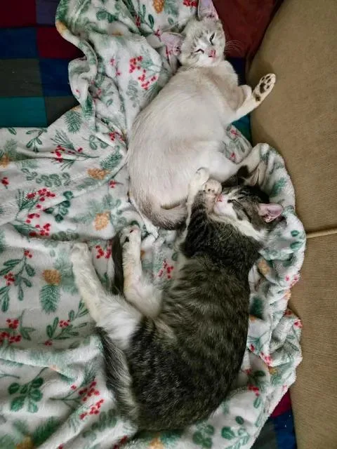 Alvin and Simon