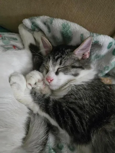 Alvin and Simon thumbnail 3