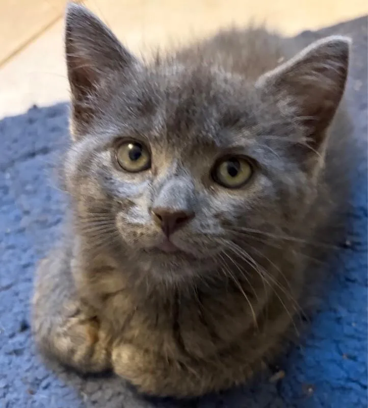 A young medium-sized female Gray / Blue / Silver Domestic Short Hair cat named Mocha for adoption in North Babylon, NY