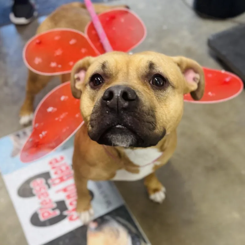A young medium-sized female Brown / Chocolate Boxer dog named Bella for adoption in Rock Falls, IL