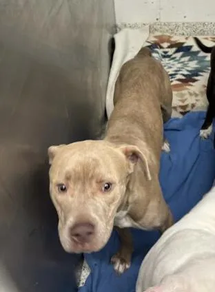 An adult large-sized male Mixed Breed dog named Five for adoption in Atlanta, GA