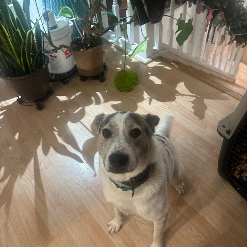 Zeppelin thumbnail 3