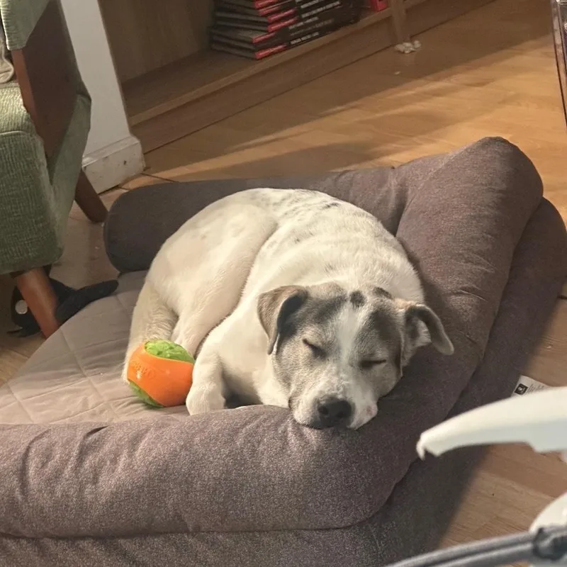 Zeppelin thumbnail 4