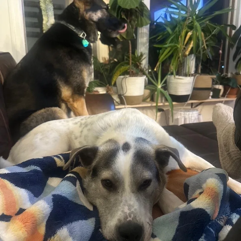 Zeppelin thumbnail 5