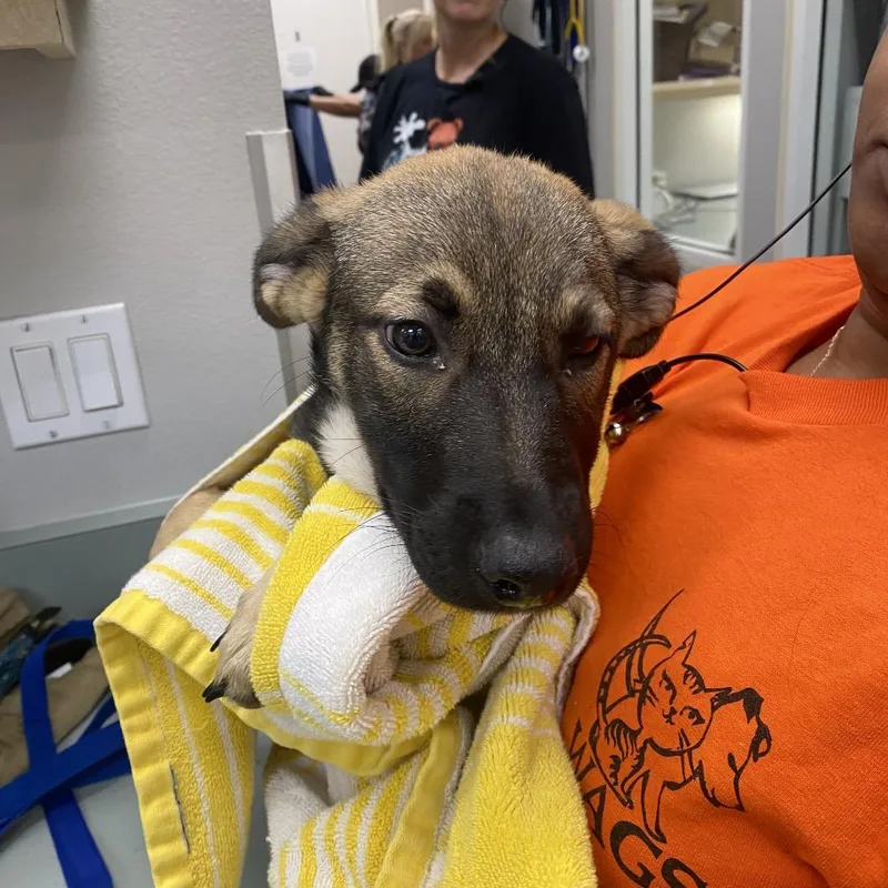 A baby small-sized female Black German Shepherd Dog dog named Scrim for adoption in Westminster, CA