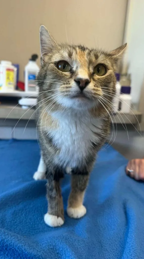 A young medium-sized female Domestic Short Hair cat named Squally for adoption in Marion, OH