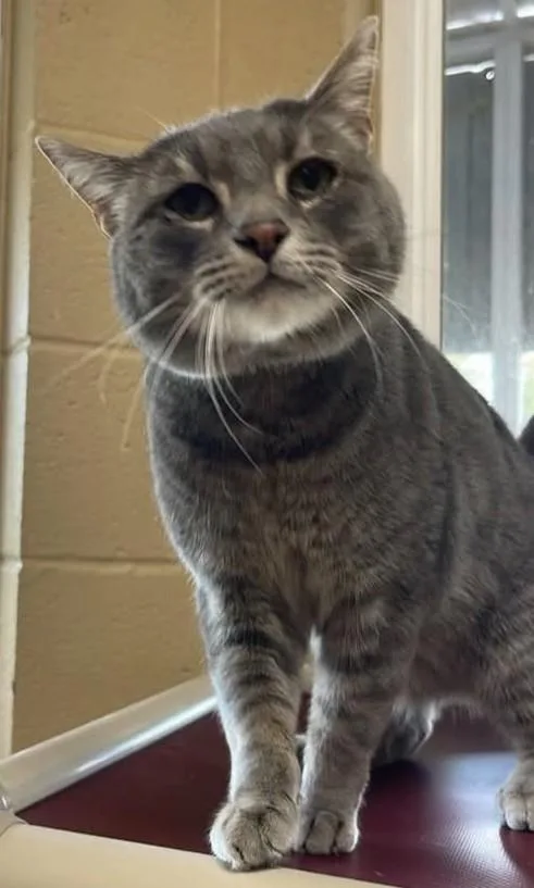 An adult large-sized male Gray / Blue / Silver American Shorthair cat named Cocoa for adoption in Fort Payne, AL