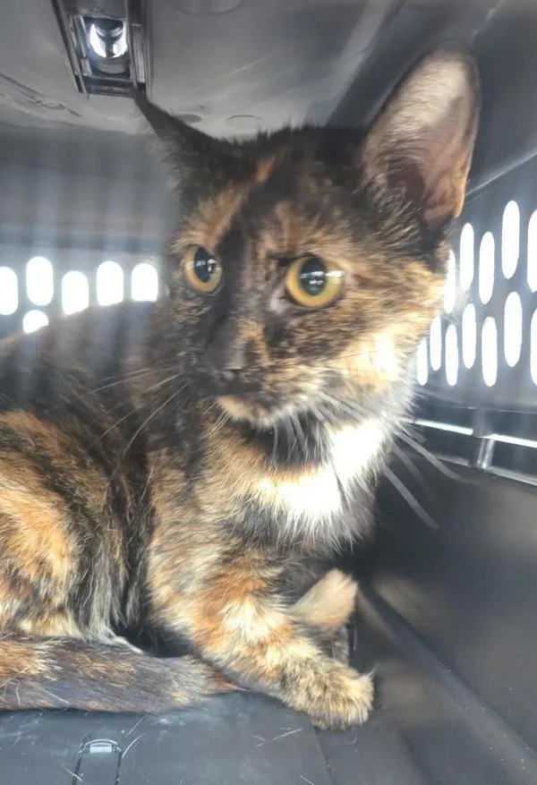 An adult small-sized female Domestic Short Hair cat named May for adoption in Dallas, GA