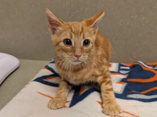 A baby small-sized male Domestic Short Hair cat named A for adoption in Moreno Valley, CA