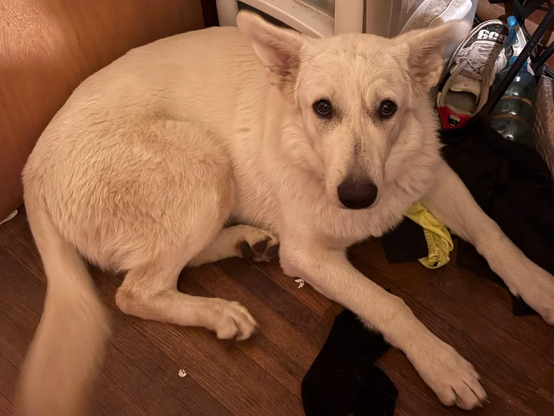 A young medium-sized female White / Cream German Shepherd Dog dog named Winnie for adoption in Carey, OH