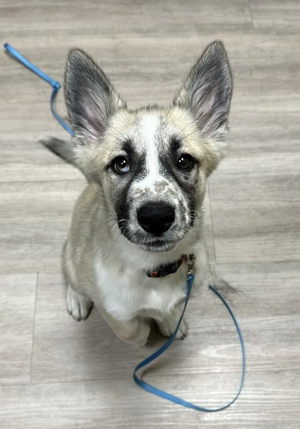 Suki