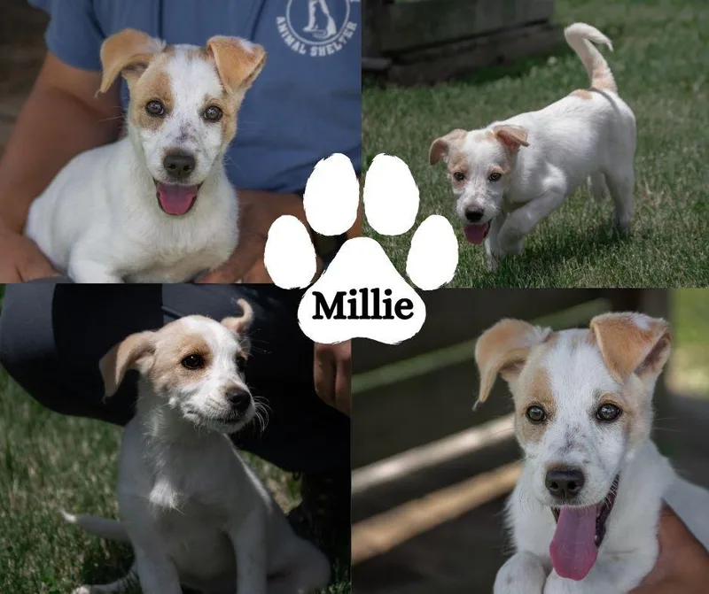 A baby small-sized female White / Cream Wirehaired Terrier dog named Millie for adoption in Albany, NY