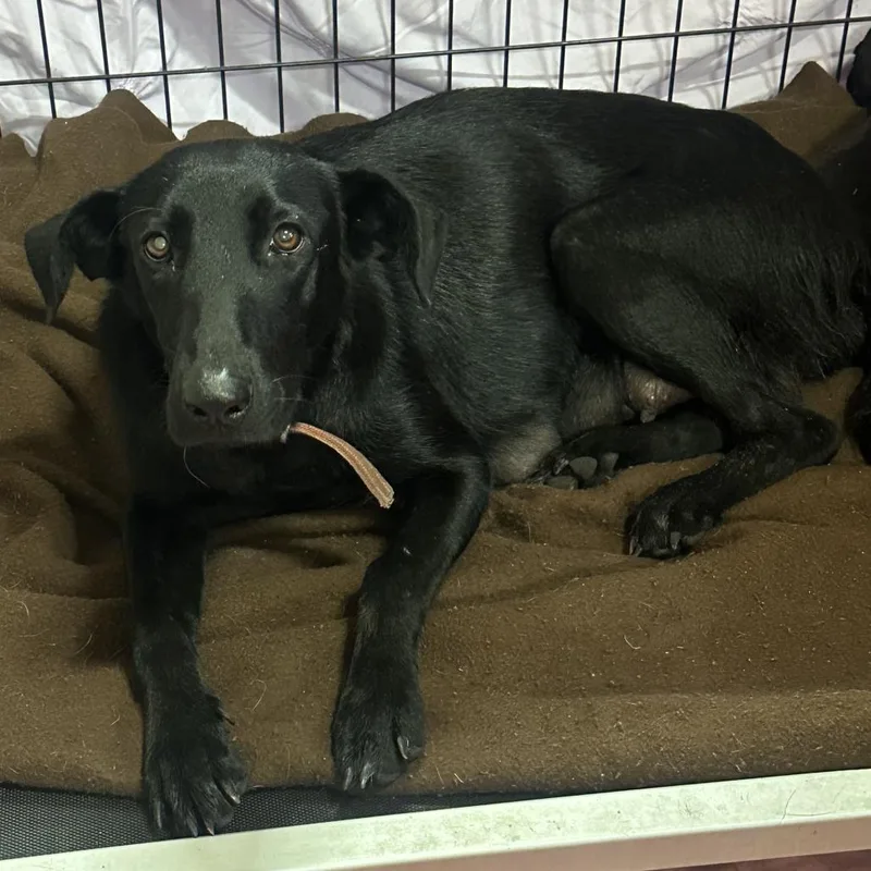 A baby medium-sized male Black Labrador Retriever dog named Inks for adoption in San Saba, TX