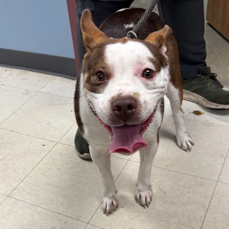 A young medium-sized female White / Cream Pit Bull Terrier dog named Cartwheel for adoption in St Joseph, MO