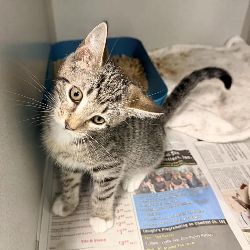 A baby medium-sized female Tabby (Brown / Chocolate) Tabby cat named Gianna for adoption in Pottsville, PA