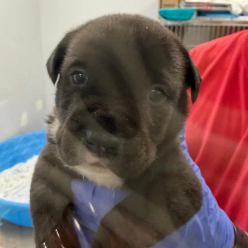 A baby small-sized female Terrier dog named TX Gabby for adoption in Port Washington, NY