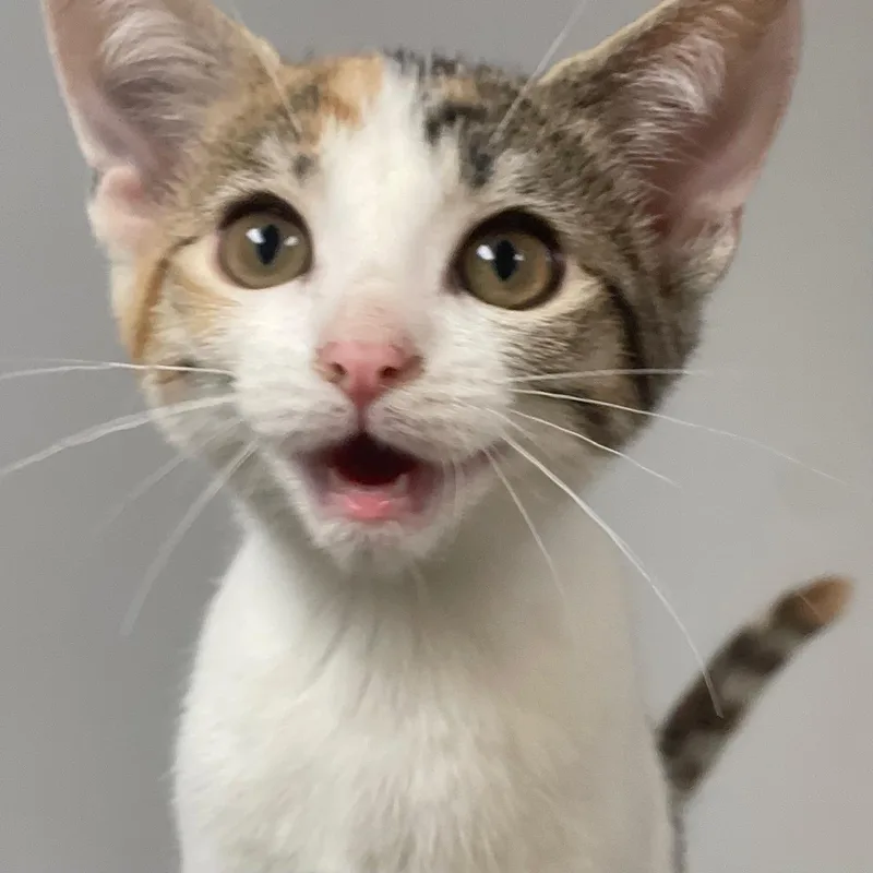 A baby medium-sized female White Domestic Short Hair cat named Shasta for adoption in Racine, WI
