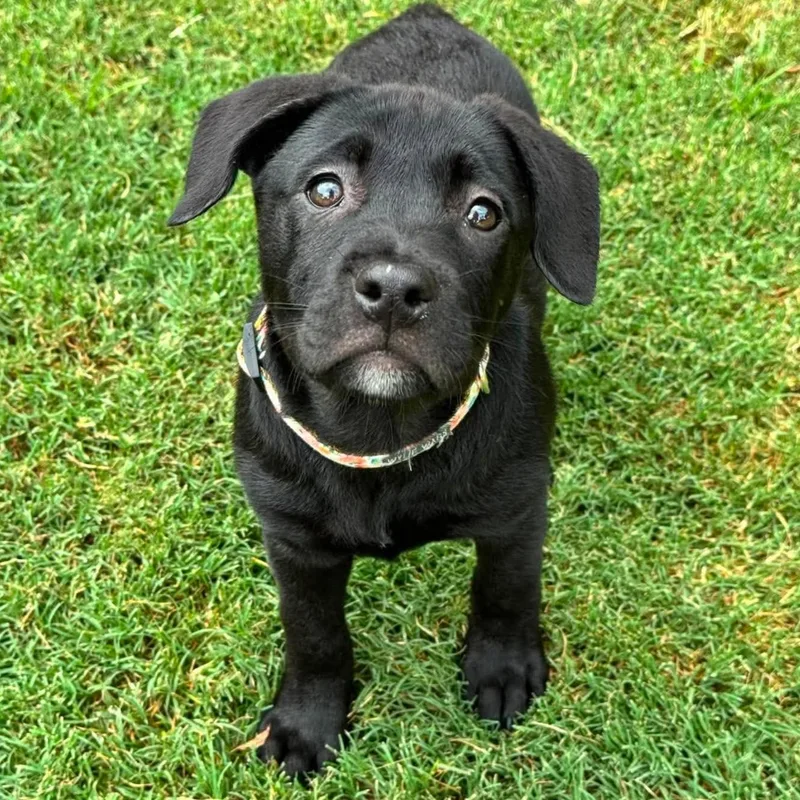 A baby large-sized female Black Pit Bull Terrier dog named Jessie for adoption in Bryan, TX