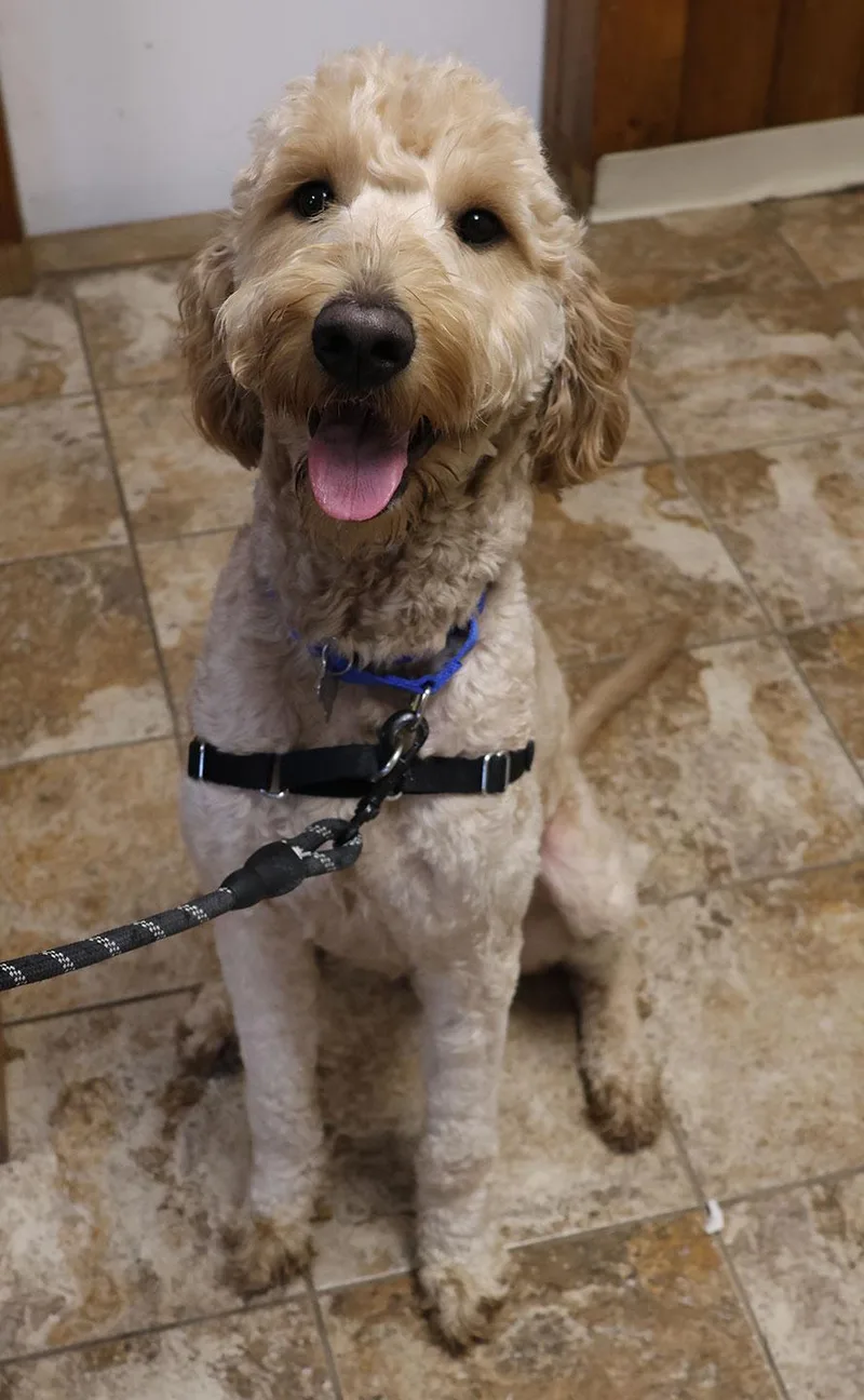 A young medium-sized male Goldendoodle dog named Kodi for adoption in Harrison, NY
