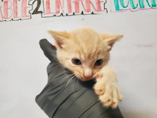 A baby medium-sized male Domestic Short Hair cat named Fum for adoption in Oceanside, CA