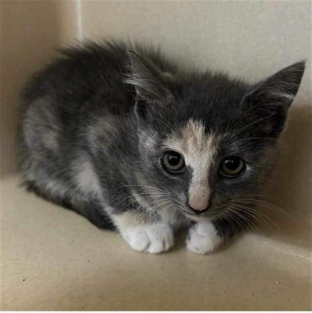 A baby small-sized female Domestic Short Hair cat named Tarnish for adoption in Lincolnton, NC