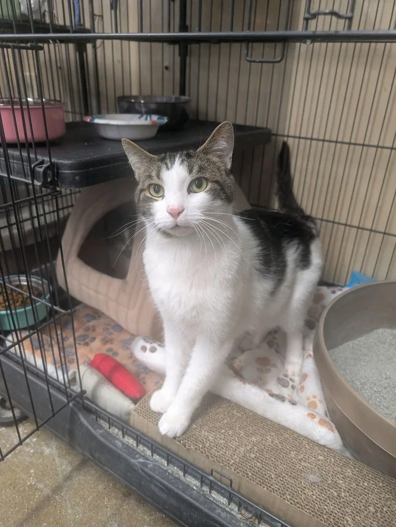 An adult medium-sized male Tabby (Brown / Chocolate) Domestic Short Hair cat named Fred and Five for adoption in Louisville, KY