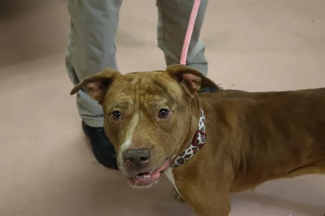 An adult medium-sized female Mixed Breed dog named Koi for adoption in Columbia, SC