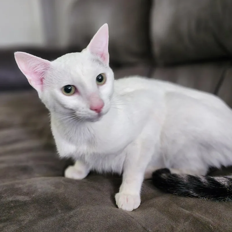 A young small-sized male White Domestic Short Hair cat named Lily for adoption in Centerville, TN