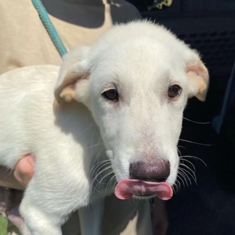 A baby medium-sized male White / Cream German Shepherd Dog dog named Shooting Star for adoption in Hattiesburg, MS
