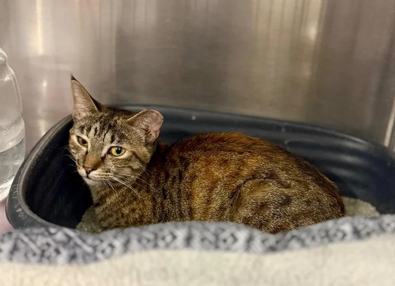 A young large-sized female Domestic Short Hair cat named Lorda for adoption in Augusta, GA