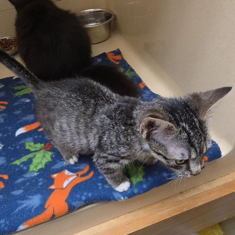 A baby medium-sized female Gray / Blue / Silver Tabby cat named Gipsee for adoption in Clarksville, VA