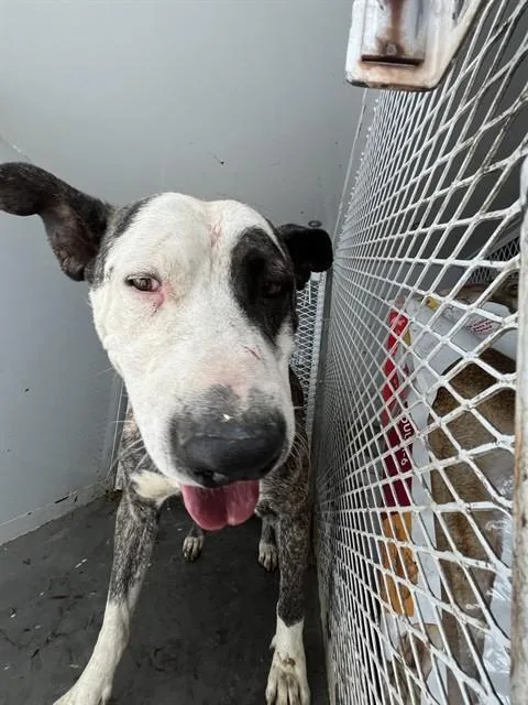 A young large-sized male Pit Bull Terrier dog named Peter for adoption in Bakersfield, CA