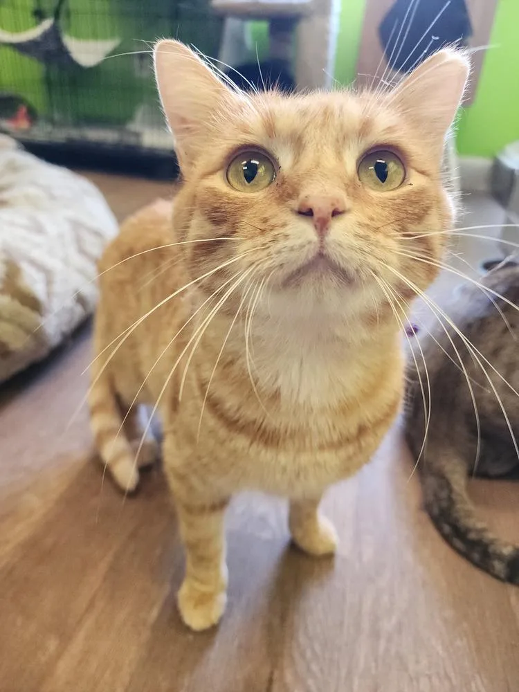 A young medium-sized male Orange & White Domestic Short Hair cat named Tender Heart Bear for adoption in Evansville, IN