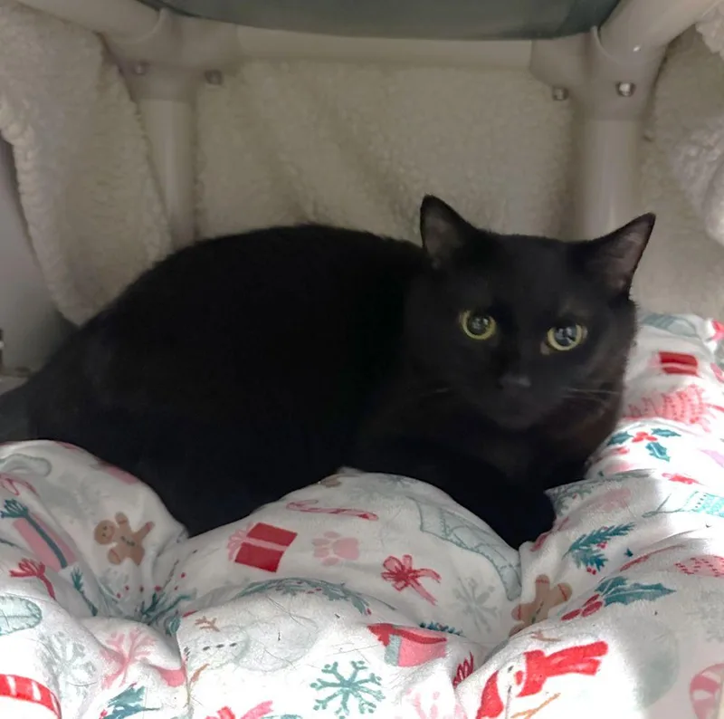 An adult small-sized male Black Domestic Short Hair cat named Tuck for adoption in Alexandria, VA