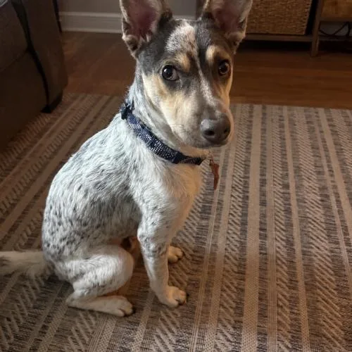 A baby medium-sized male Bicolor Australian Cattle Dog / Blue Heeler named Maverick for adoption in Sanford, NC