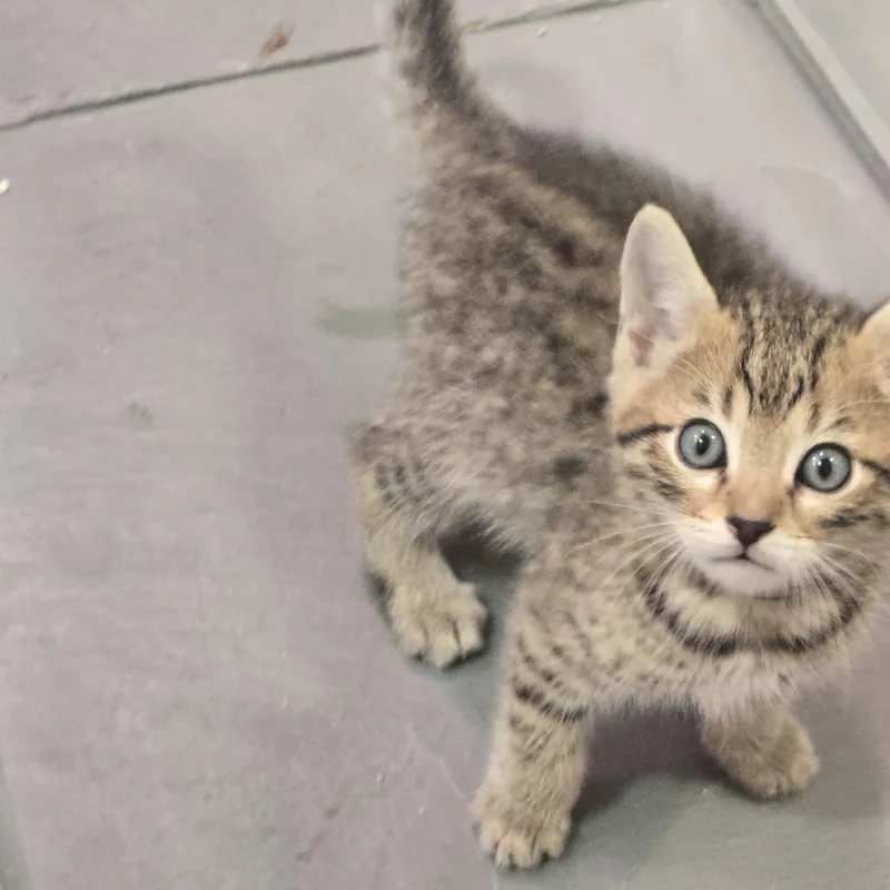 A baby small-sized male Black Domestic Short Hair cat named Ben Holmlund for adoption in Morrison, CO