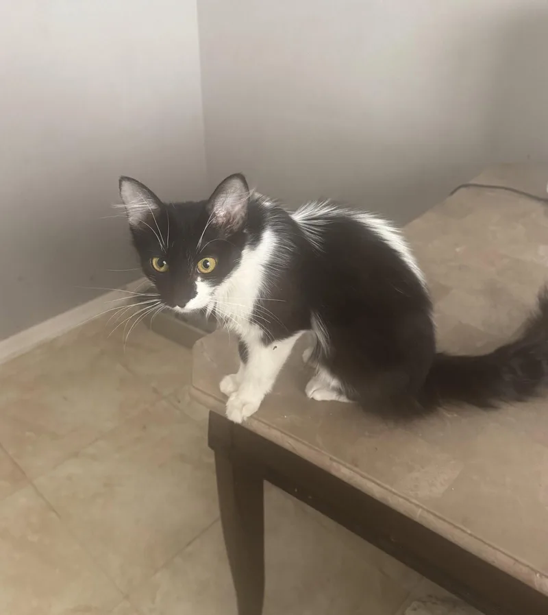 An adult medium-sized female Tuxedo cat named Luna for adoption in Chandler, AZ