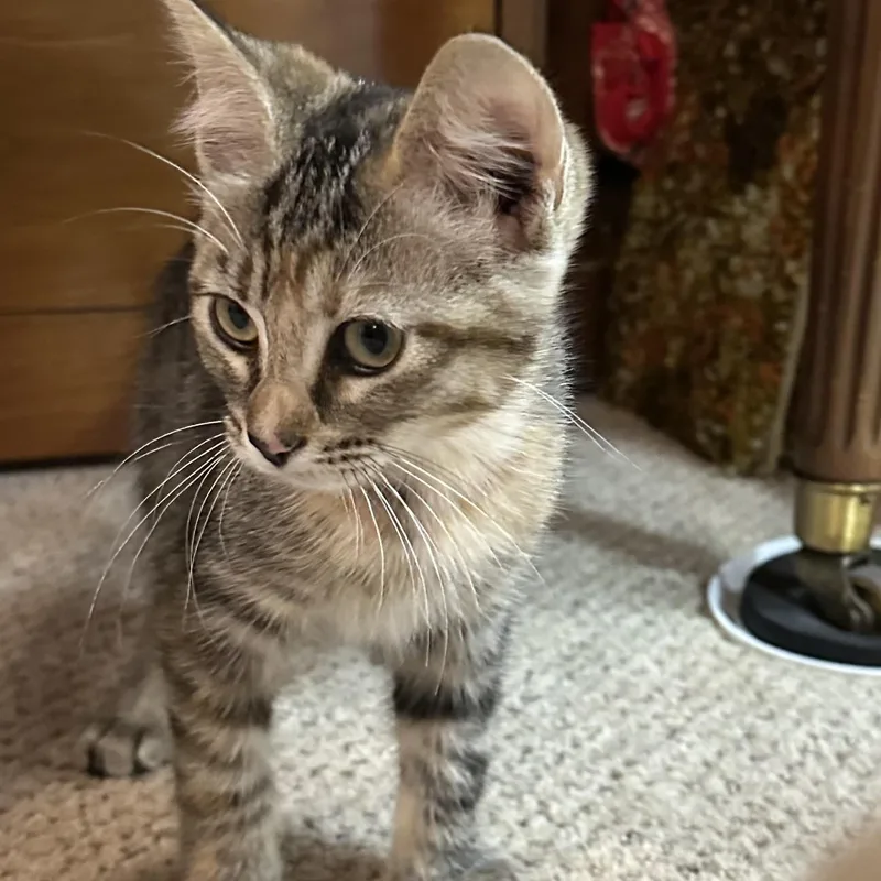 A baby small-sized female Torbie Domestic Short Hair cat named Huckleberry for adoption in Renton , WA