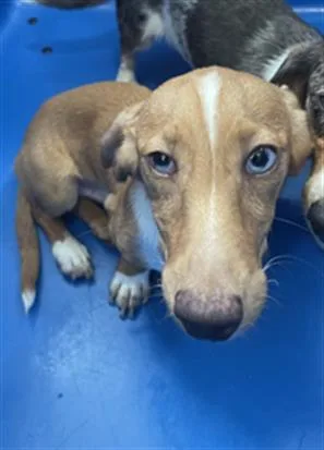 A young small-sized male Dachshund dog named Ruffles for adoption in Dallas, TX