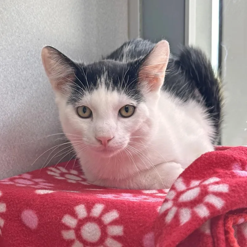 A baby small-sized male Black Domestic Short Hair cat named Marzipan for adoption in Hailey, ID